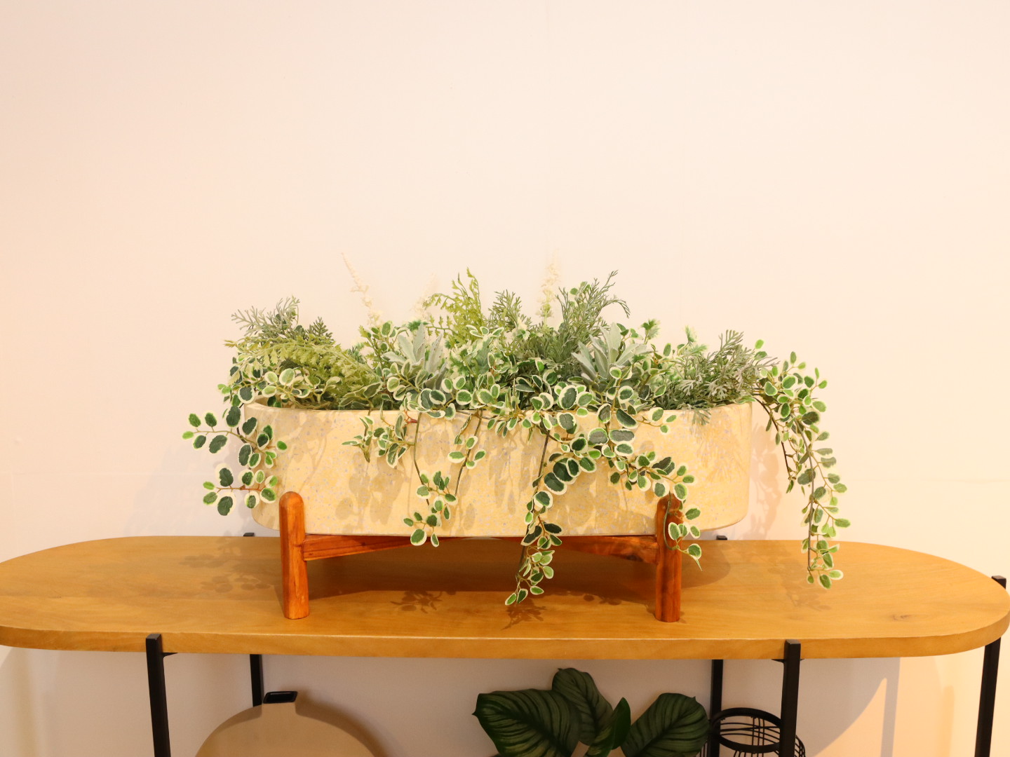 美麗】'イエローチップ'+'ミラビリス'+'プミラ' 計3点セット