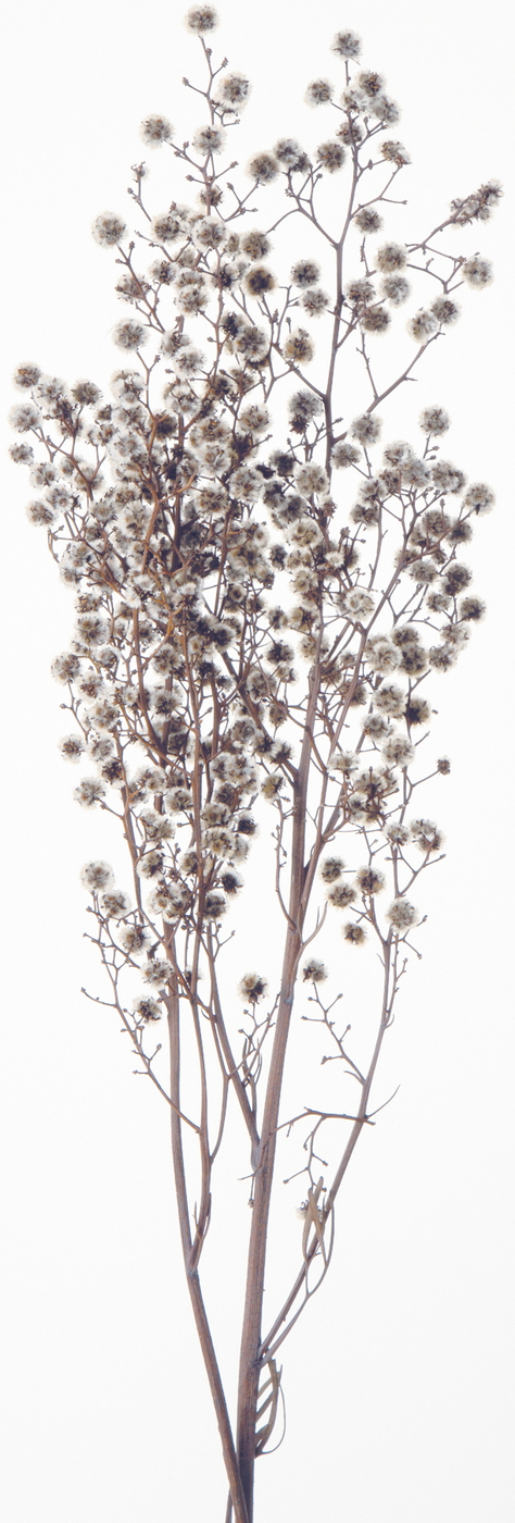 ﾒｰｶｰ廃盤】ｽﾀｰﾘﾝｼﾞｬｰ N: プリザーブドフラワー ｜ YDMオンラインストア