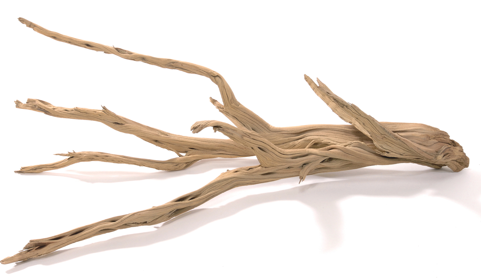 一点物　ゴーストウッド　６０ｃｍ水槽用　８５８０３２ 別途送料ｺﾞｰｽﾄｳｯﾄﾞ 小 SB ☆: ドライフラワー ｜ YDMオンライン