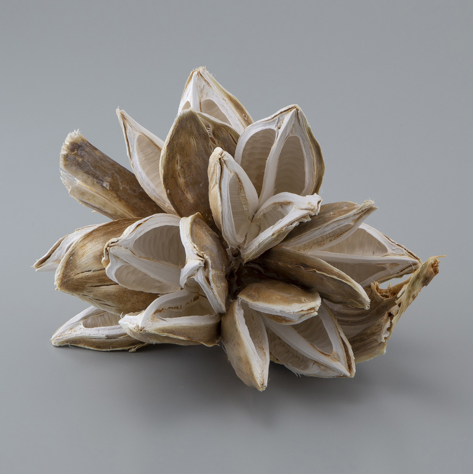 ソロロカ ナチュラルベージュ: ドライフラワー ｜ YDMオンラインストア