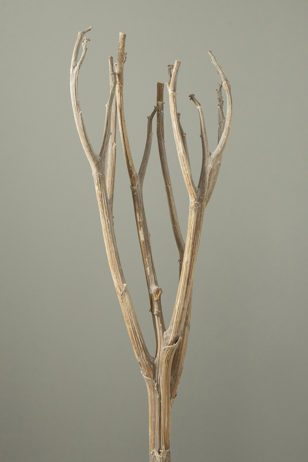 送料別途】ｱｰﾃｨｰﾁｮｰｸ N☆: ドライフラワー ｜ YDMオンラインストア