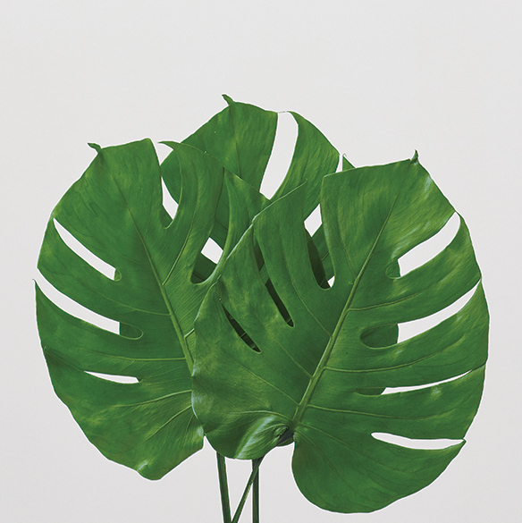 ﾓﾝｽﾃﾗ・S/ｸﾞﾘｰﾝ: プリザーブドフラワー ｜ YDMオンラインストア