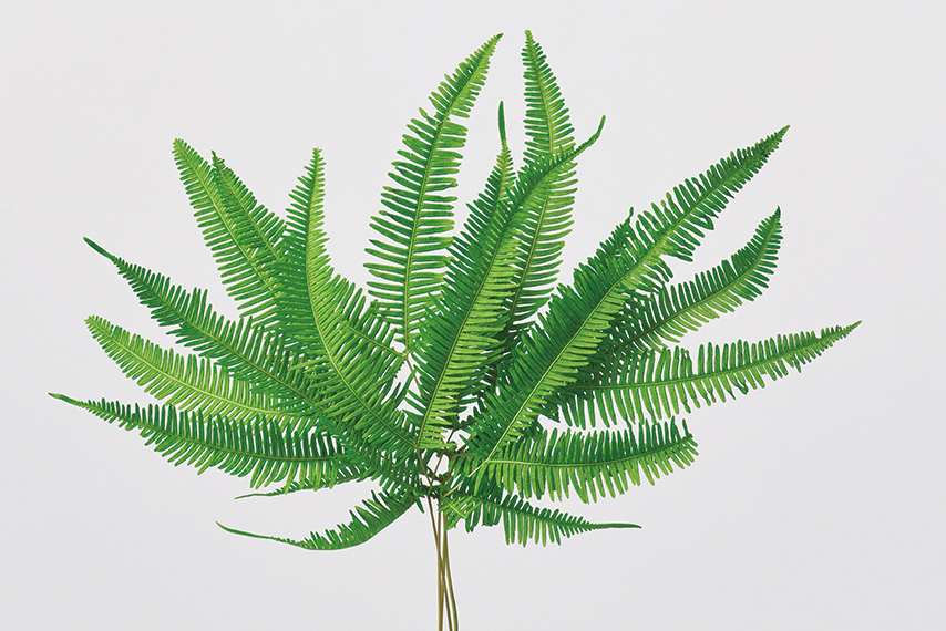 フラワー Amazon.com: JMBricklayer Flowers Sunflower Building Sets for