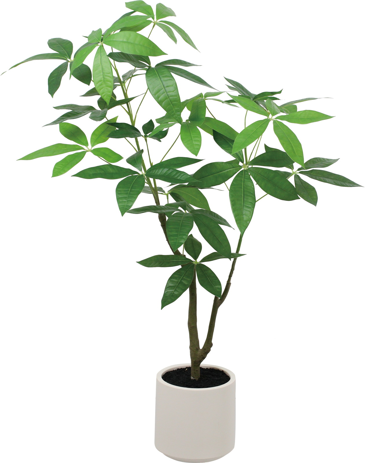 送料別途A】ﾊﾟｷﾗﾎﾟｯﾄ: インテリアグリーン（鉢物・樹木） ｜ YDM