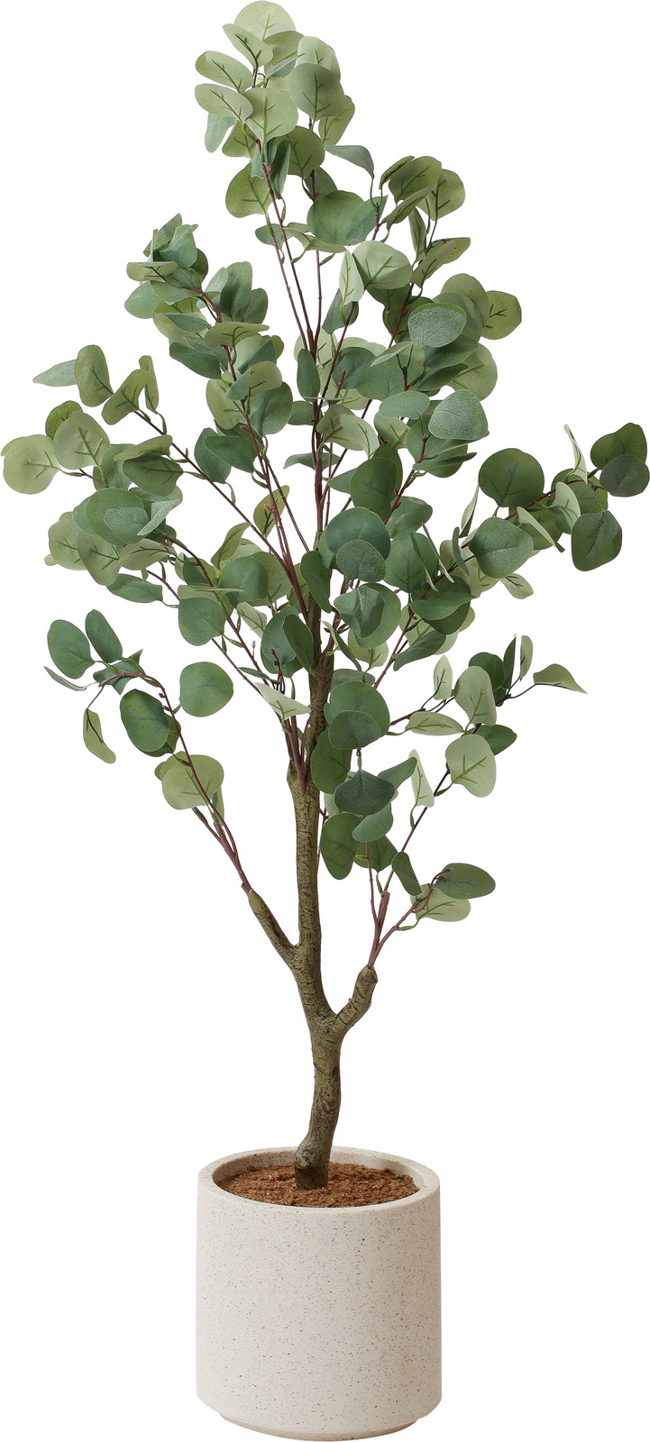 ユーカリ様※専用 送料別途A】ﾕｰｶﾘﾂﾘｰﾎﾟｯﾄ: インテリアグリーン（鉢物・樹木