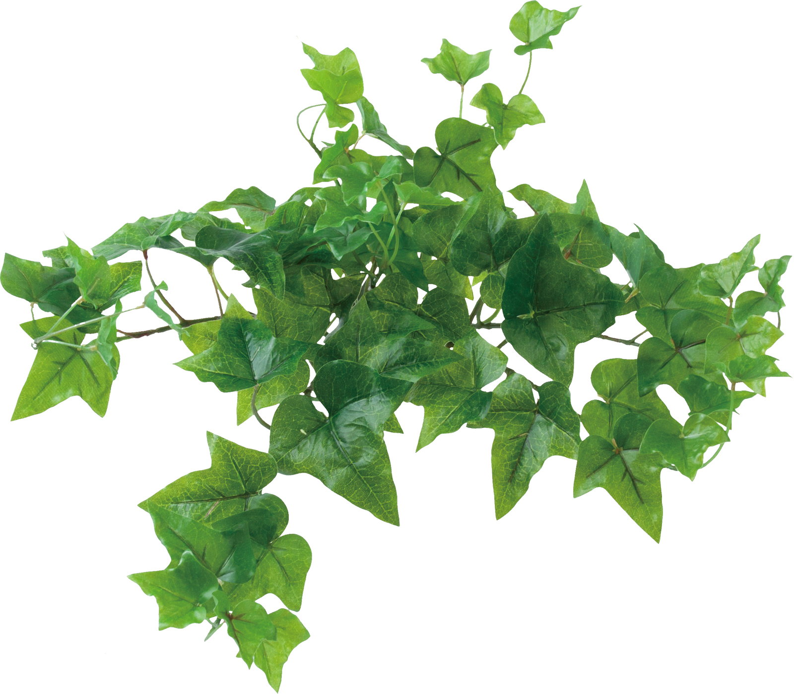 ﾛｯｸﾌﾟﾗﾝﾂ ｱｲﾋﾞｰS GR: フェイクグリーン ｜ YDMオンラインストア