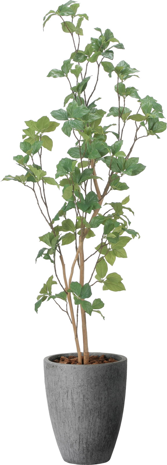 送料別途D】ｻﾗｻﾄﾞｳﾀﾞﾝ1.7M: インテリアグリーン（鉢物・樹木） ｜ YDM