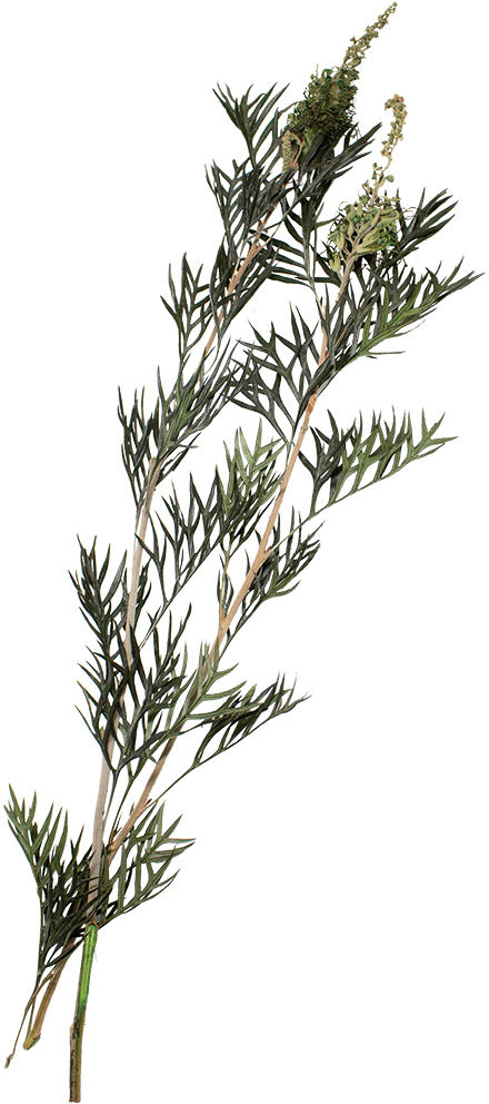 GPｸﾞﾚﾋﾞﾚｱﾛﾌﾞｽﾀｰ ｸﾞﾘｰﾝ: プリザーブドフラワー ｜ YDMオンライン