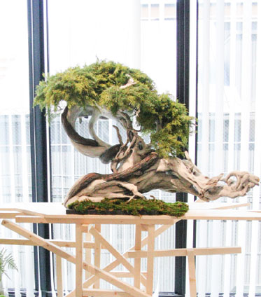 Modern Bonsai Sculptures
