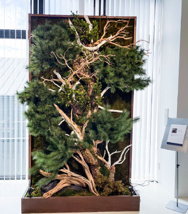 Majestic Pine (Matsu) Installations