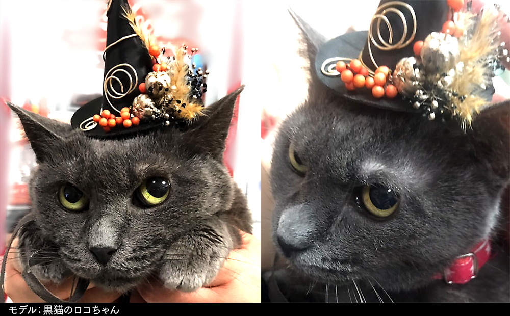 モデル：黒猫のロコちゃん