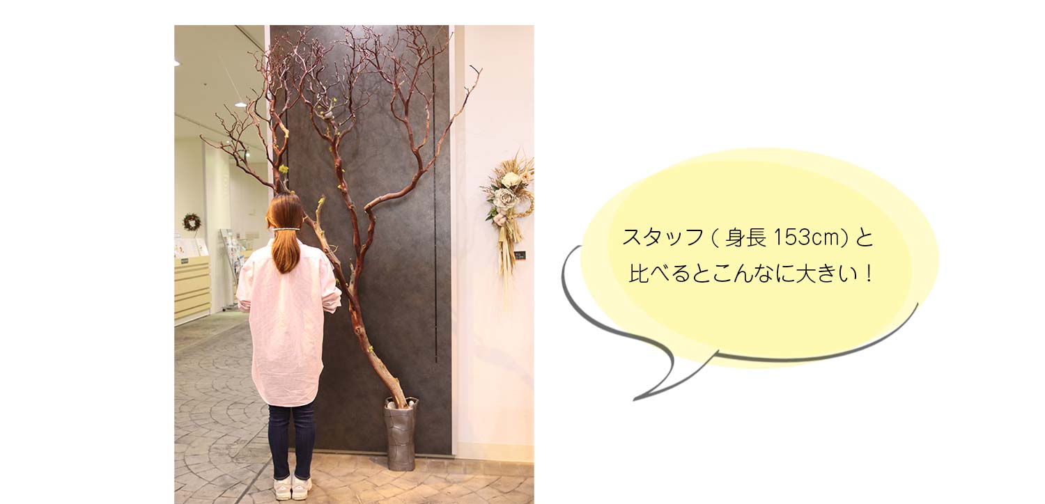 2026正月大枝/画像4_PC