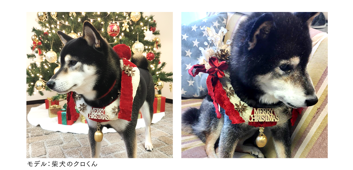 PC柴犬のクロくん