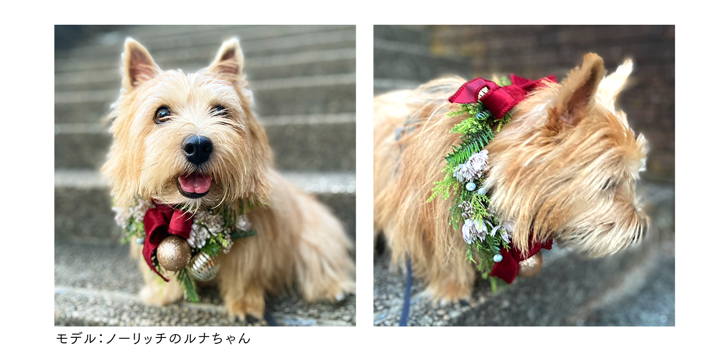 PCノーリッチのルナちゃん