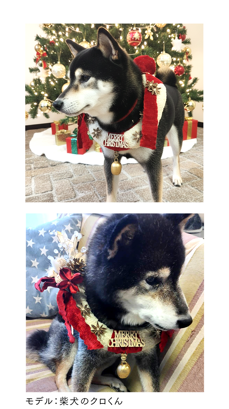 SP柴犬のクロくん