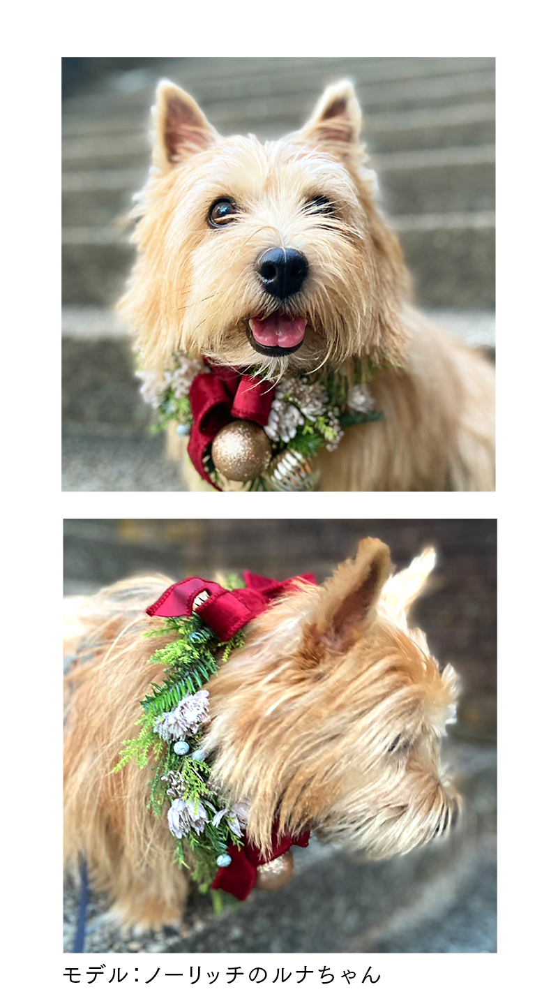 SPノーリッチのルナちゃん