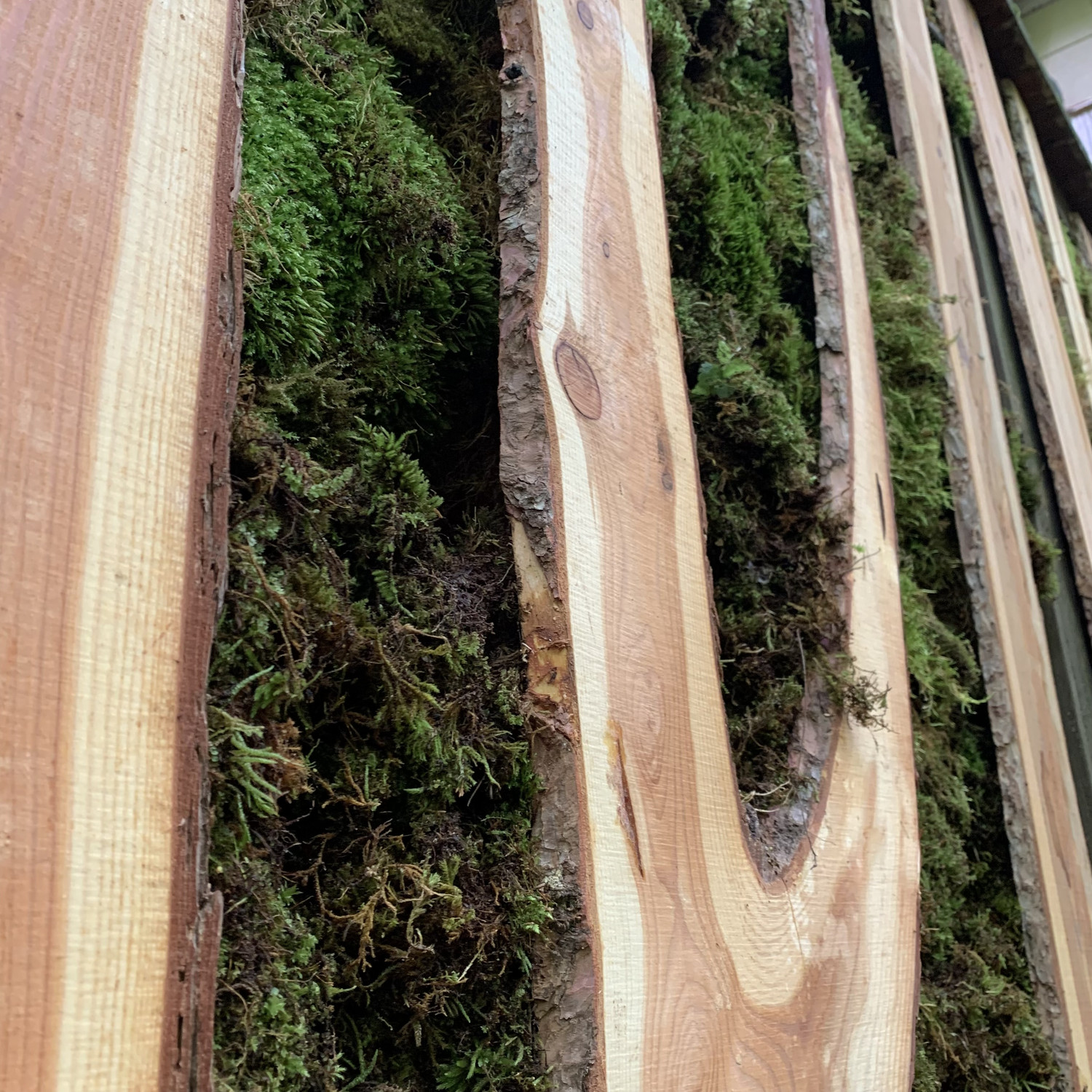 木の樹形と苔を生かした壁面装飾の素材