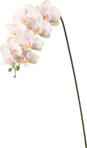 正月ディスプレイにおすすめの花材 FA7579_BGY