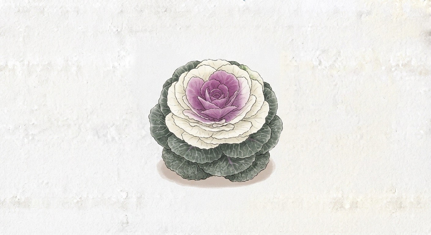 葉牡丹